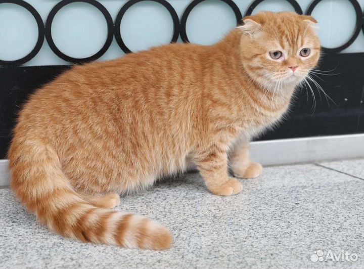 Шотландская вислоухая фолд