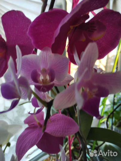 Орхидея фаленопсис