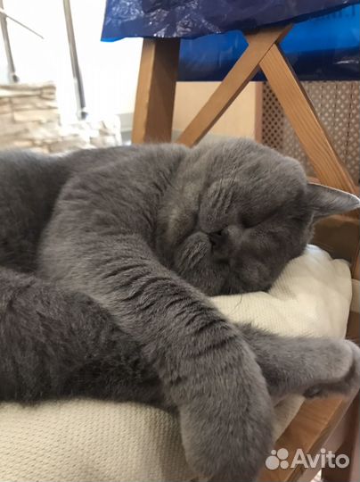 Британский кот для вязки