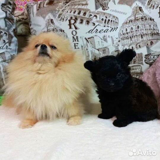 Шпицепу - щенок дизайнерской породы