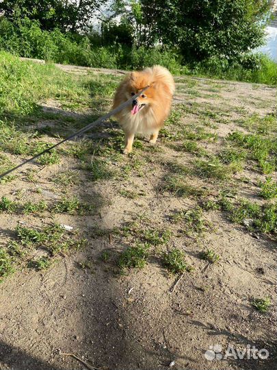 Немецкий шпиц вязка