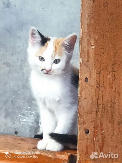 Кошка в дар бесплатно
