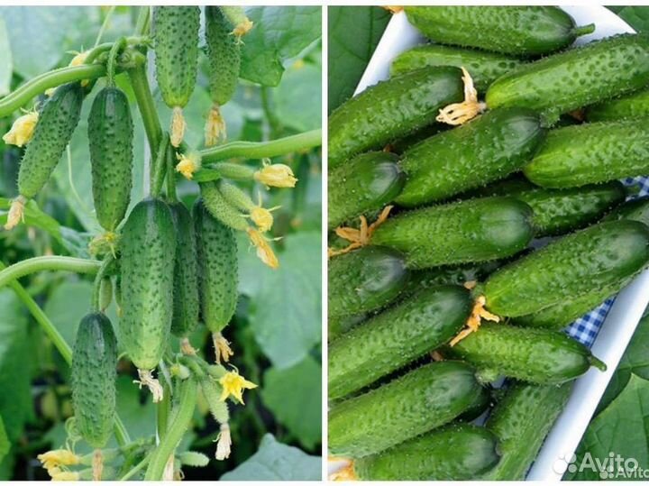 Самый урожайный гибрид огурца из Испании Бэрд