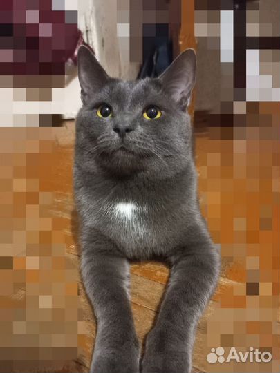 Кот на вязку