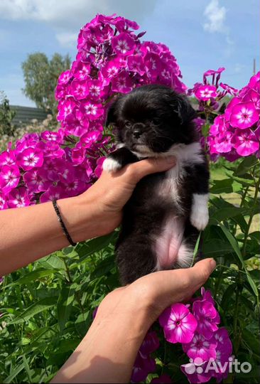 Чихуахуа, шикарная, красотка