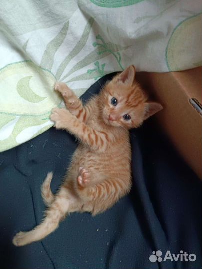 Рыжее счастье в дом