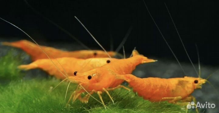 Креветки оранжевая сакура растения