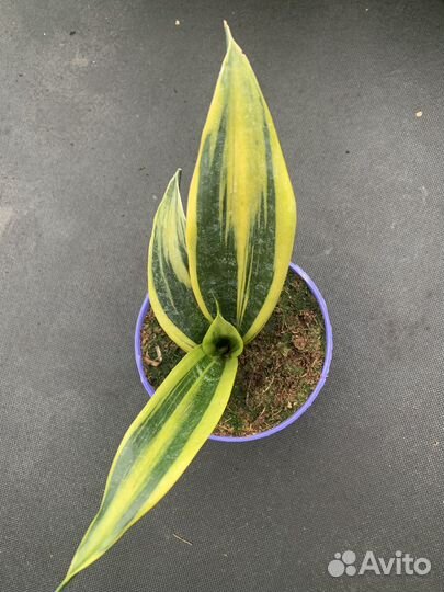 Сансевиерия сортовая