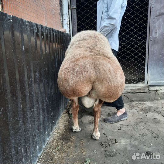 Овцы бараны