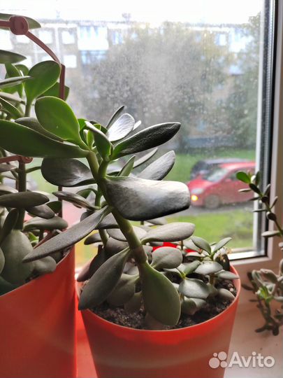 Толстянка Живое дерево Крассула Денежное дерево