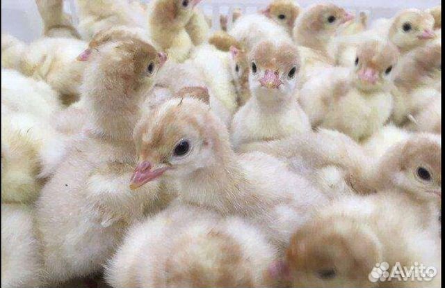 Индюки Индюшата