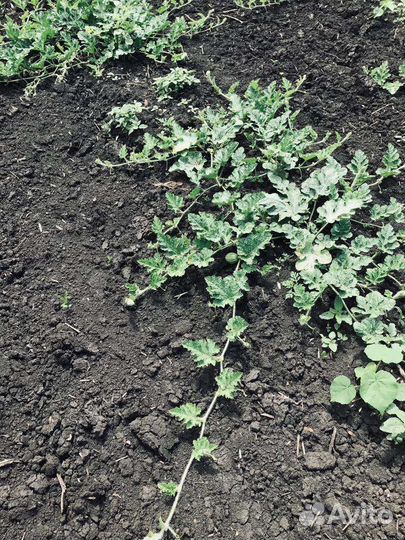 Семена Арбуза и дыни