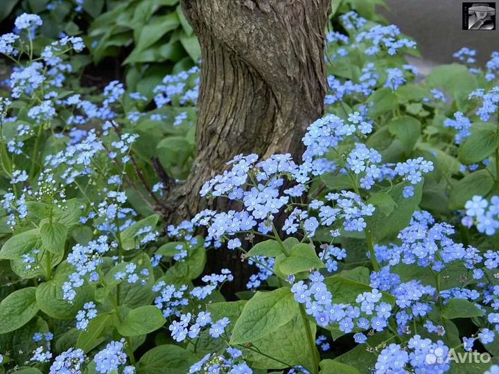 Бруннера (кавказская незабудка)