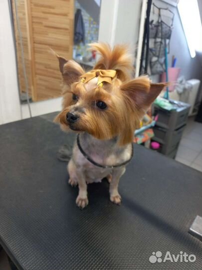 Грумминг собак и кошек