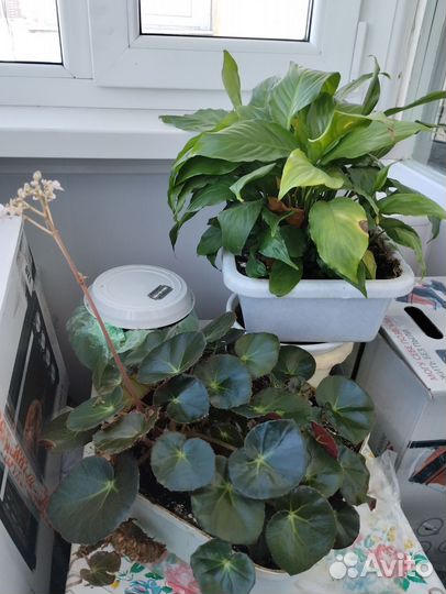 Фикус бенджамина большой