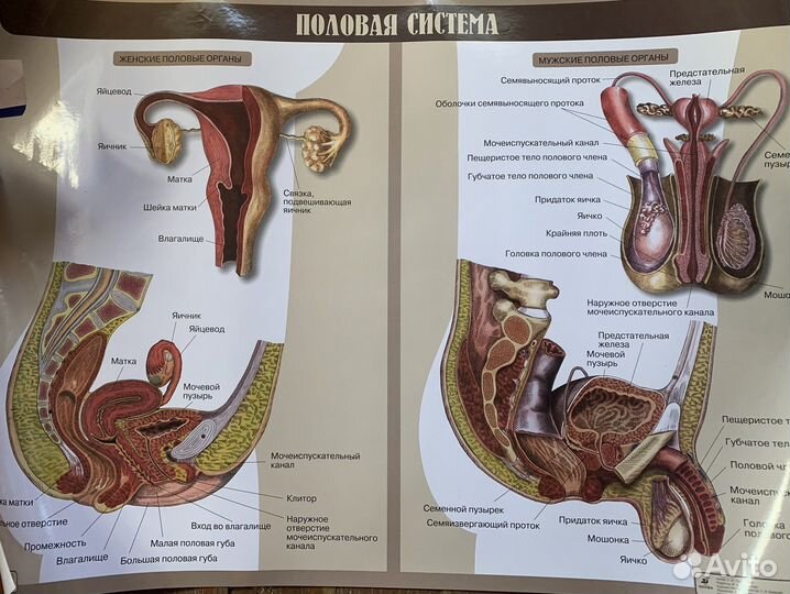 Школьный плакат
