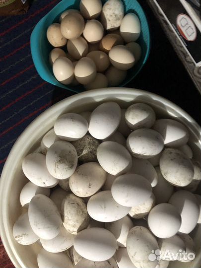 Яйца гусиные