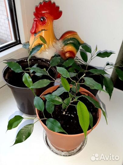 Фикус бенджамина