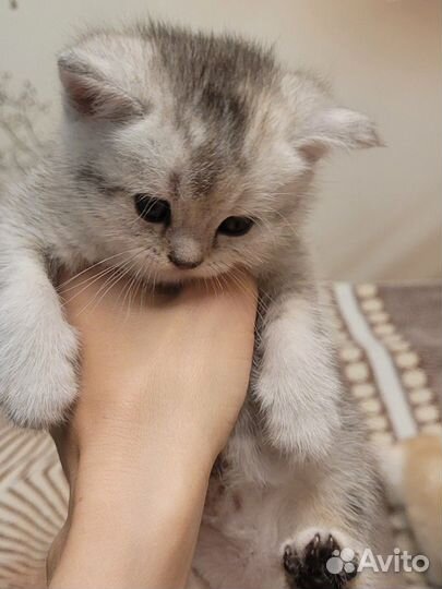 Котята шотландские