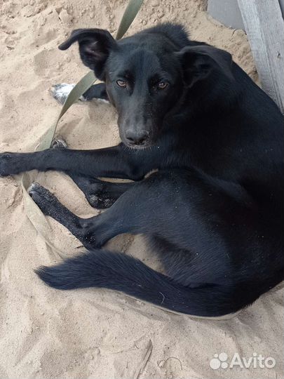 Собака в добрые руки