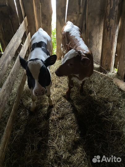 Бычки и телки