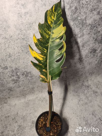 Филодендрон Карамель Марбл вар