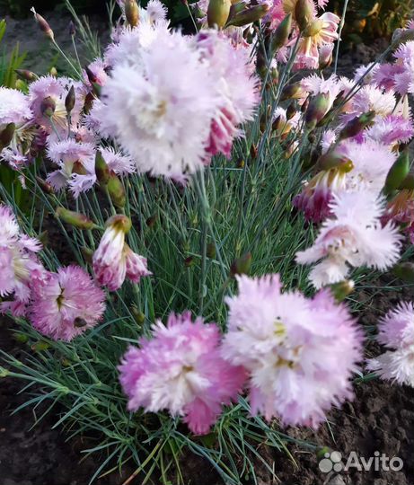 Гвоздика многолетняя