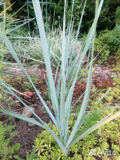 Злаки, элимус