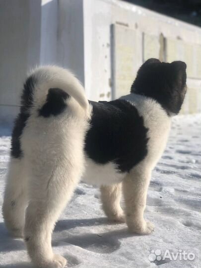 Продам щенков Американская акита