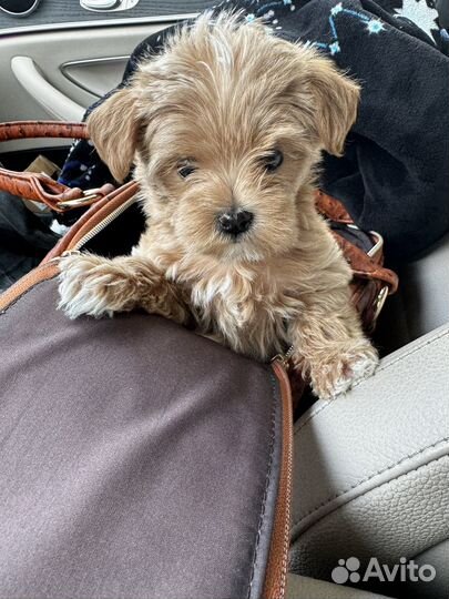 Щенки мальтипу мини