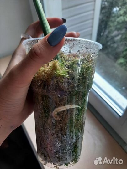 Монстера черенок