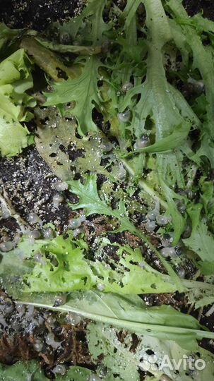 Улитки Ахатины бесплатно