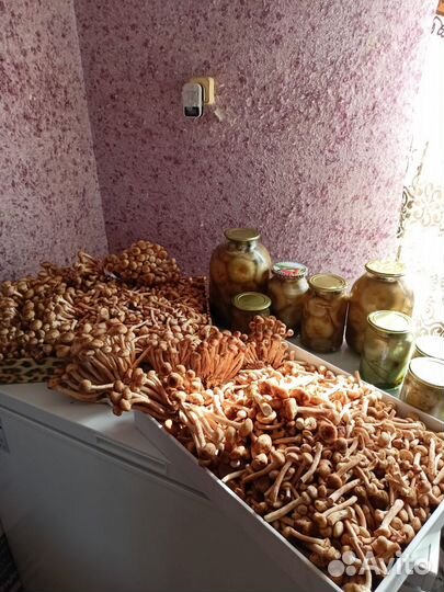 Грибы опята и солёные грузди