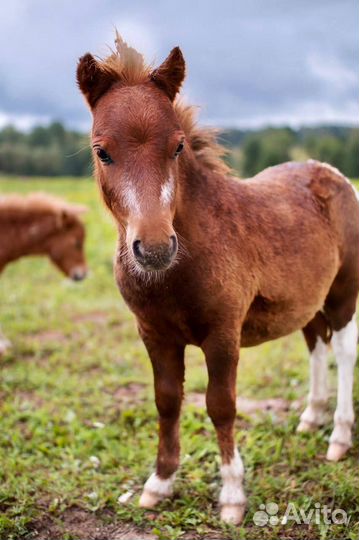 Продам мини Шетлендских жеребчиков