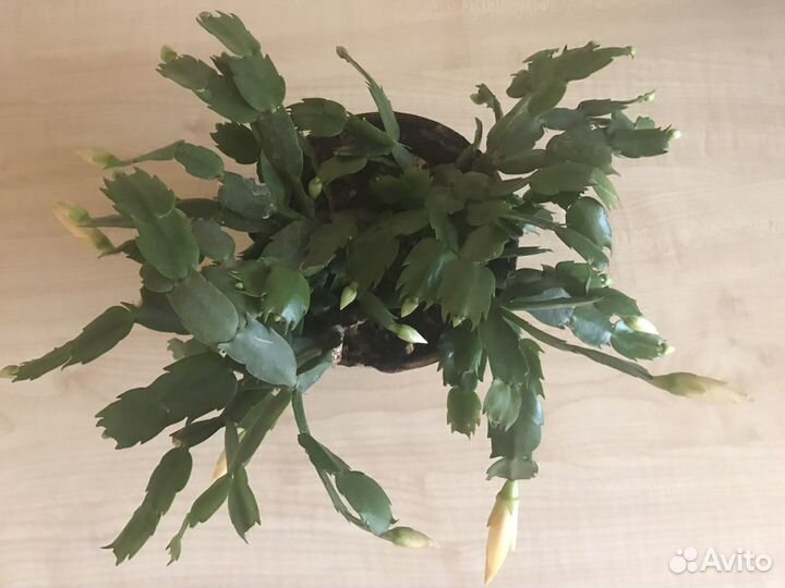 Декабрист с жёлтыми цветами в горшке