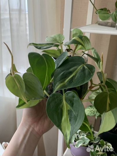 Комнатные цветы/растения черенки обмен