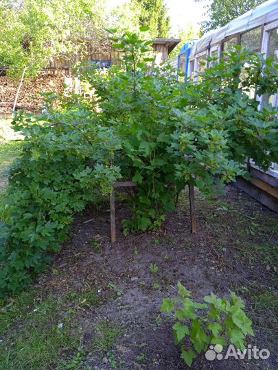 Саженцы черной и красной смородины, жасмина, астры