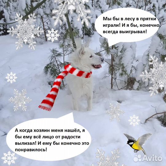 Пёс в добрые руки