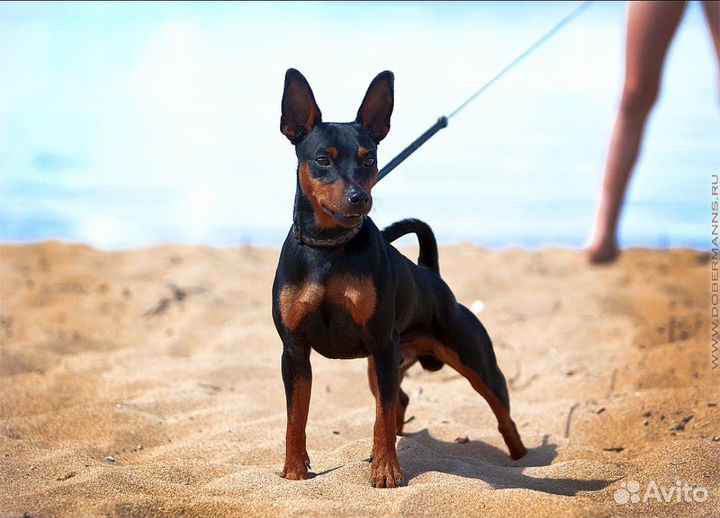 Цвергпинчер вязка