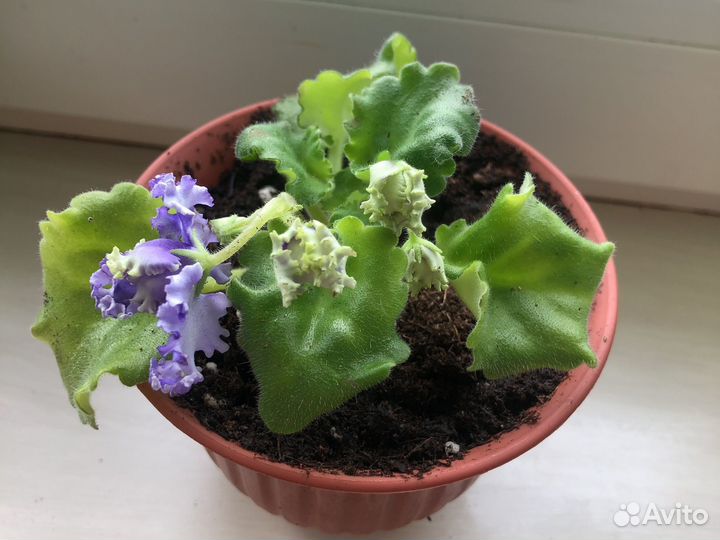 Фиалка ав Лягушонок