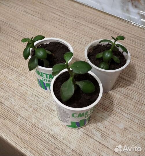 Толстянка, живое дерево, денежное дерево