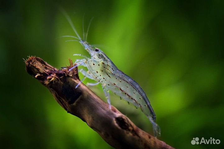 Черри, жёлтые, амано