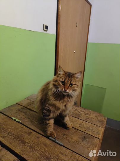 Котики в добрые руки