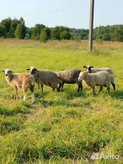 Овцы бараны