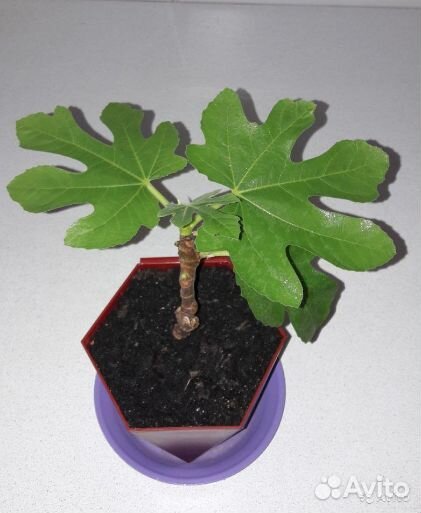 Инжир Комнатный