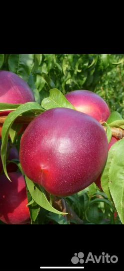 Саженцы шарафуги