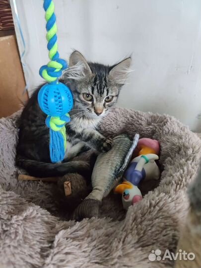 Котенок в добрые руки