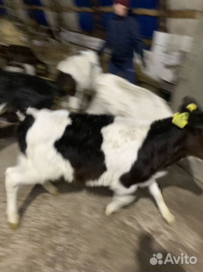 Бычки телки телята