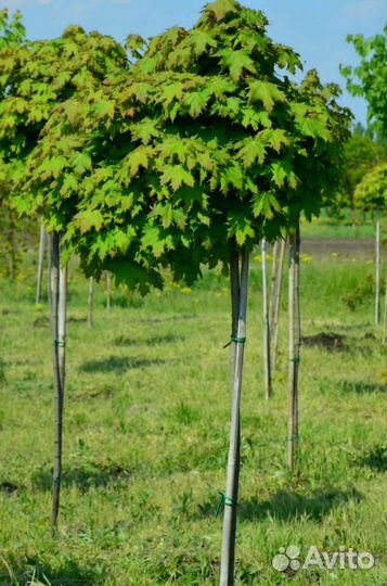 Клён остролистный, саженцы с питомника
