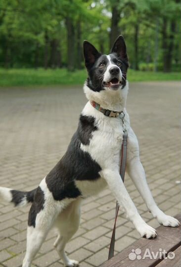 Собака из приюта